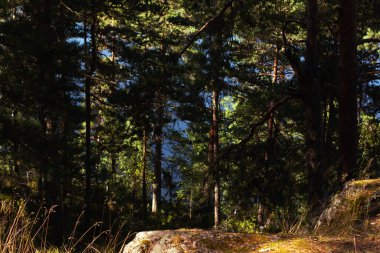 Ormandaki yaz gölü manzarası