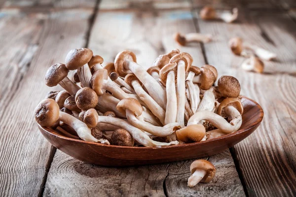 Brown beech mushrooms — Stock Photo, Image