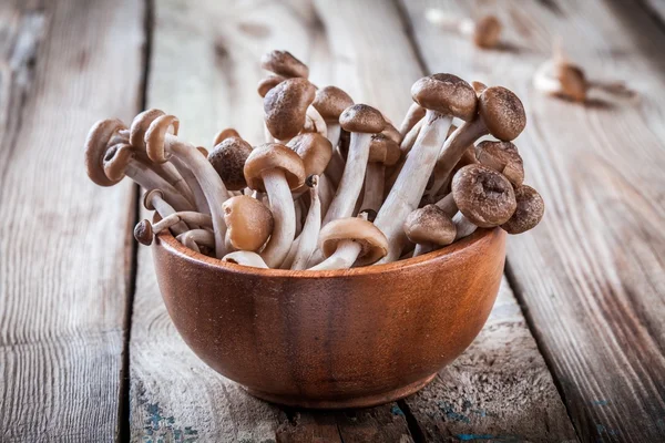Funghi di faggio marrone — Foto Stock
