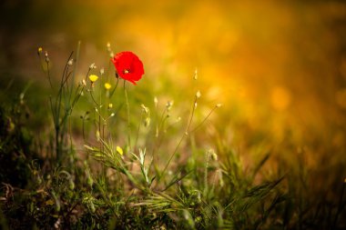 Poppy bir alanda gün batımında