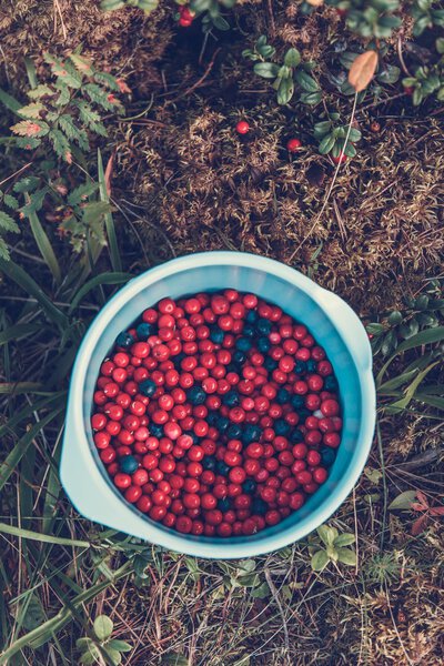 bowl of lingonberries and blueberries 