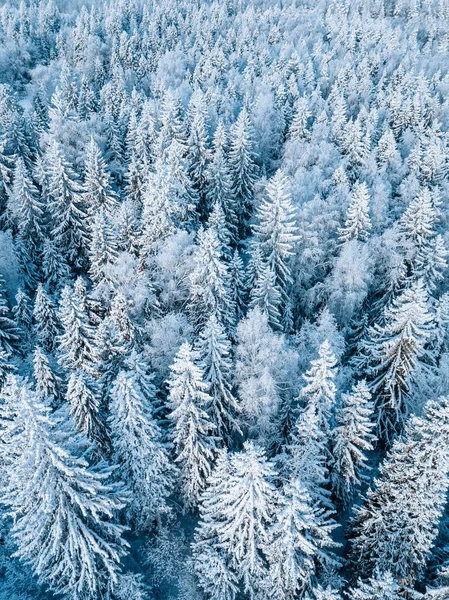 Widok Powietrza Pokryty Śniegiem Zimowy Las Mroźnymi Drzewami — Zdjęcie stockowe