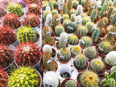Çiçekçi tezgahındaki saksılarda gözleri olan kaktüsler..