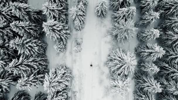 Vista Aérea Floresta Congelada Com Árvores Cobertas Neve Voo Acima — Vídeo de Stock
