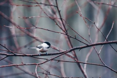 Willow tit (Parus montanus ) close-up on a tree branch in spring.
