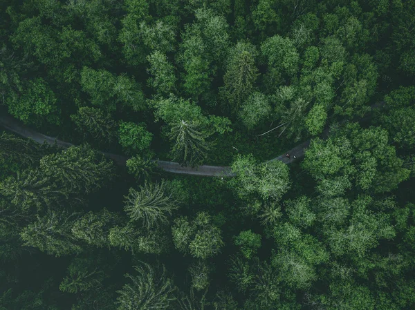 Vista Aérea Carretera Campo Sendero Bosque Vista Del Dron —  Fotos de Stock