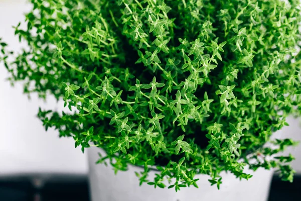 Tijm Tijm Plant Een Pot Tijm Kruid Groeit Tuin Biologische — Stockfoto