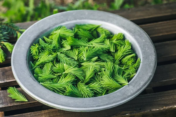 Bahçedeki ahşap arka planda eski plaka şeklinde taze yeşil ladin uçları.