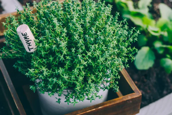 Tijm Tijm Plant Een Pot Tijm Kruid Groeit Tuin Biologische — Stockfoto