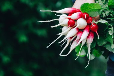 Taze turp. Çiftçilerin elleri taze toplanmış organik turp sürüsünü tutuyor..