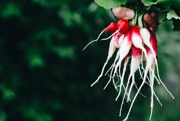 Fresh Radish Farmers Hands Holding Freshly Harvested Organic Bunch Radishes — Stock Photo, Image