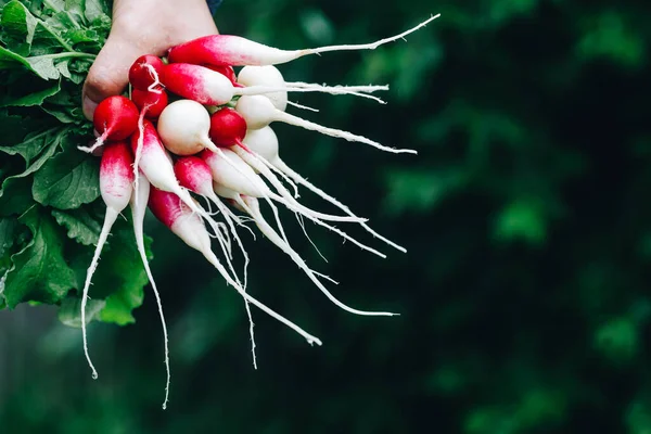 Fresh Radish Farmers Hands Holding Freshly Harvested Organic Bunch Radishes — Stock Photo, Image