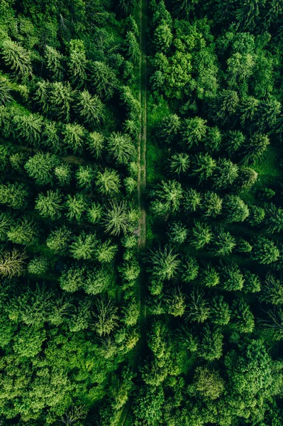 Vista Aérea Del Verde Bosque Verano Bosques Con Abetos Fila — Foto de Stock
