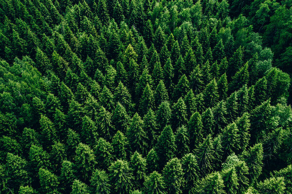 Вид с воздуха на зеленый летний лес с елой рядами.