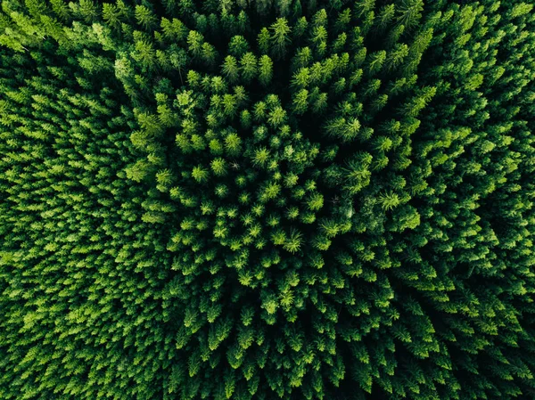 Veduta Aerea Della Foresta Verde Estiva Con Abeti Rossi Pini — Foto Stock