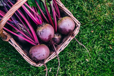 Taze pancar, pancar hasadı ahşap sepet içinde yeşil çimen arka planında
