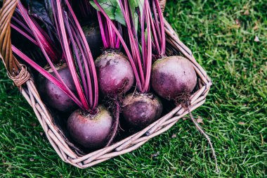 Taze pancar, pancar hasadı ahşap sepet içinde yeşil çimen arka planında