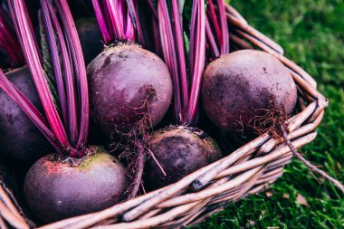 Taze pancar, pancar hasadı ahşap sepet içinde yeşil çimen arka planında