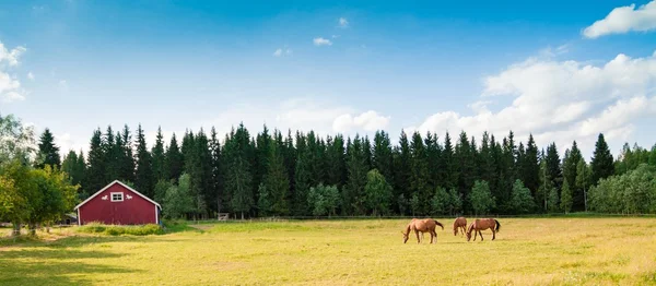 Hästar på gården — Stockfoto