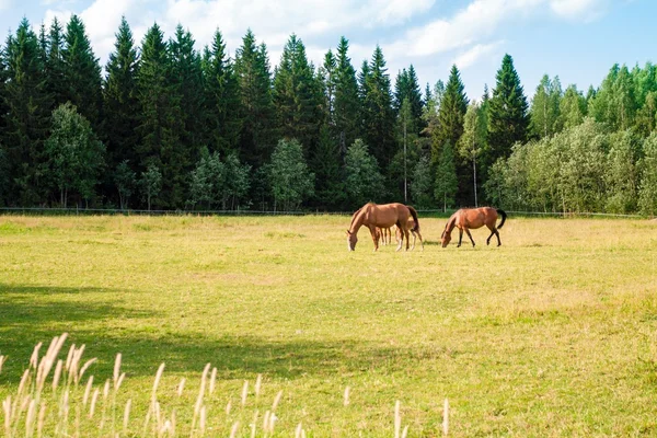 Cavalos na fazenda — Fotografia de Stock