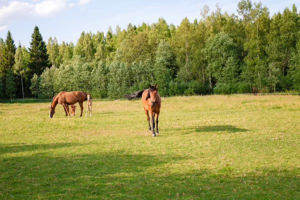 Cavalli in azienda — Foto Stock