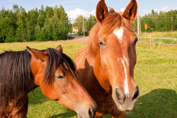 Koně na farmě — Stock fotografie