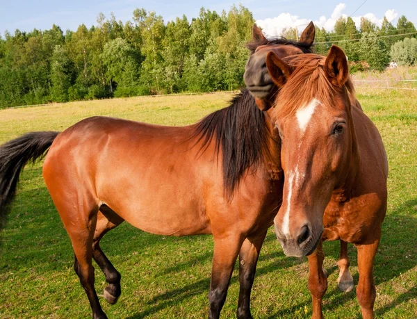 Paarden op de boerderij — Stockfoto