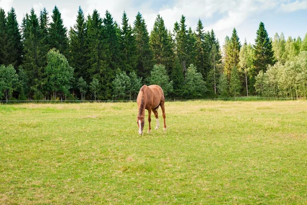 Paard op de boerderij — Stockfoto