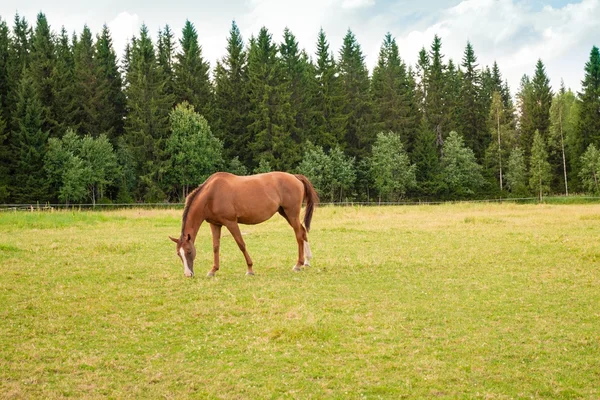 Paard op de boerderij — Stockfoto