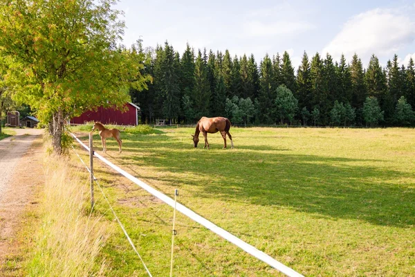 Koń i źrebak w gospodarstwie — Zdjęcie stockowe