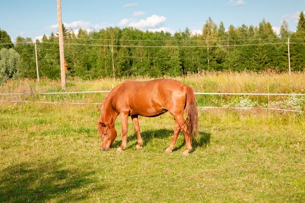 農場の馬 — ストック写真