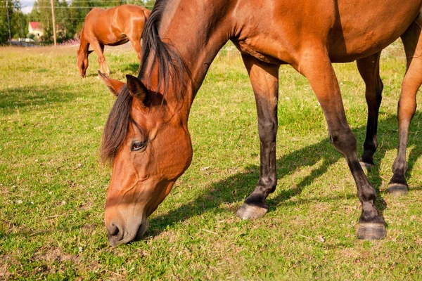 Cavalos na fazenda — Fotografia de Stock