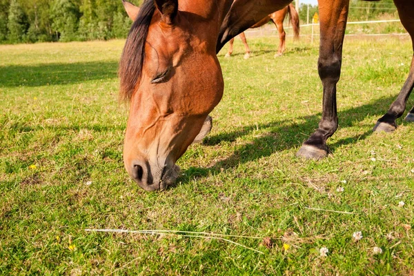 農場の馬 — ストック写真