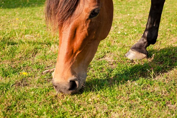 Kůň na statku — Stock fotografie