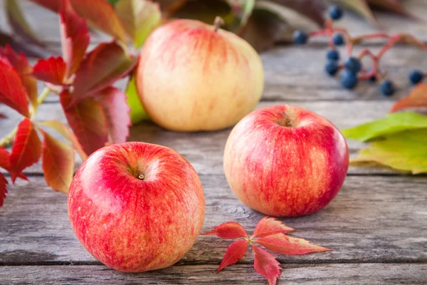 Biologische rijpe rode appels — Stockfoto