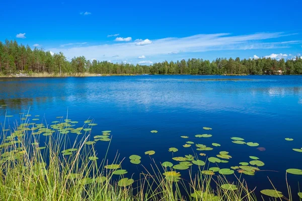 Paisaje de verano en el lago — Foto de Stock