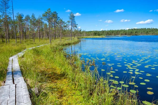 Sentier en bois autour du lac dans une forêt — Photo