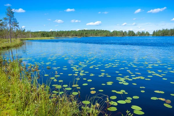 Letní krajina u jezera — Stock fotografie