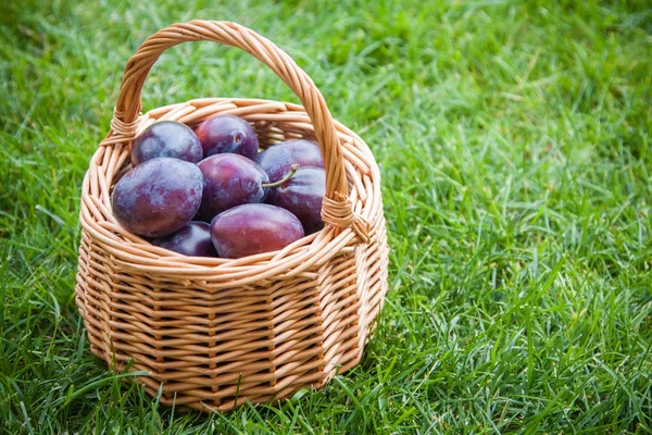 Organic ripe plums in a basket — Stock Photo, Image