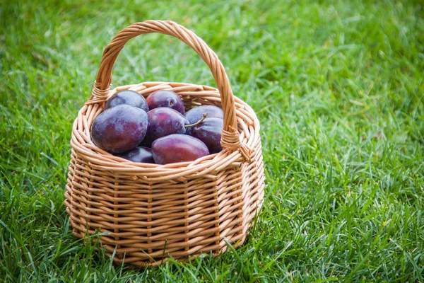 Organic ripe plums in a basket — Stock Photo, Image