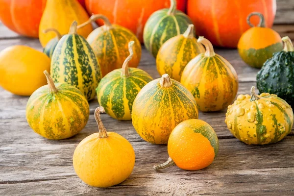 Ripe organic colored pumpkins — Stock Photo, Image