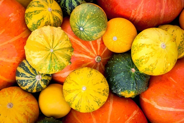 Zucche colorate biologiche mature come sfondo — Foto Stock