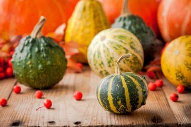 Dekoratif renkli mini kabaklar 