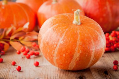 Dekoratif renkli mini kabaklar 