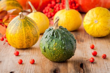 Dekoratif renkli mini kabaklar 