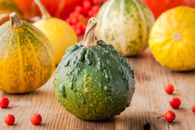 Dekoratif renkli mini kabaklar 