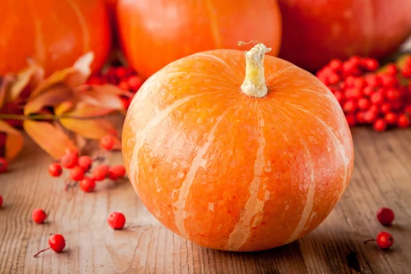 Decorative colored mini pumpkins — Stock Photo, Image