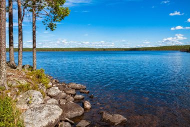 çam ormanı yakın göl