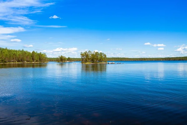 Kiefernwald nahe dem See — Stockfoto