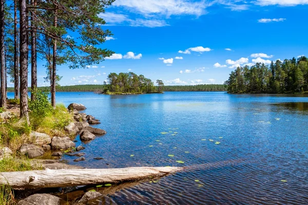 Tallskogen nära sjön — Stockfoto